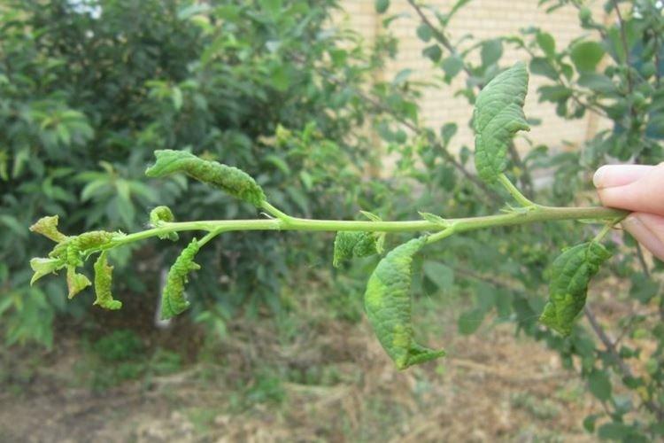 Feuilles enroulées - Maladies des feuilles de groseille à maquereau