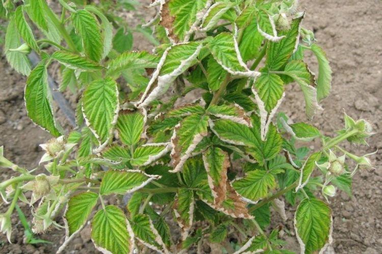 Feuilles frisées - Maladies des feuilles de framboisier