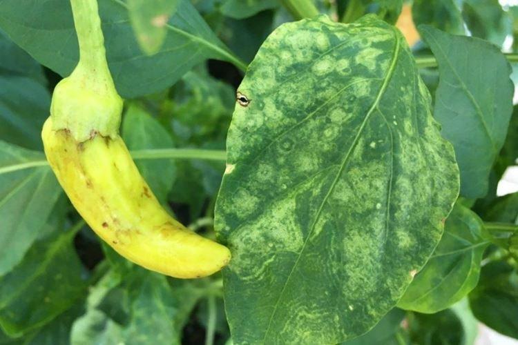 Les feuilles jaunissent et sèchent - Maladies des feuilles du poivron