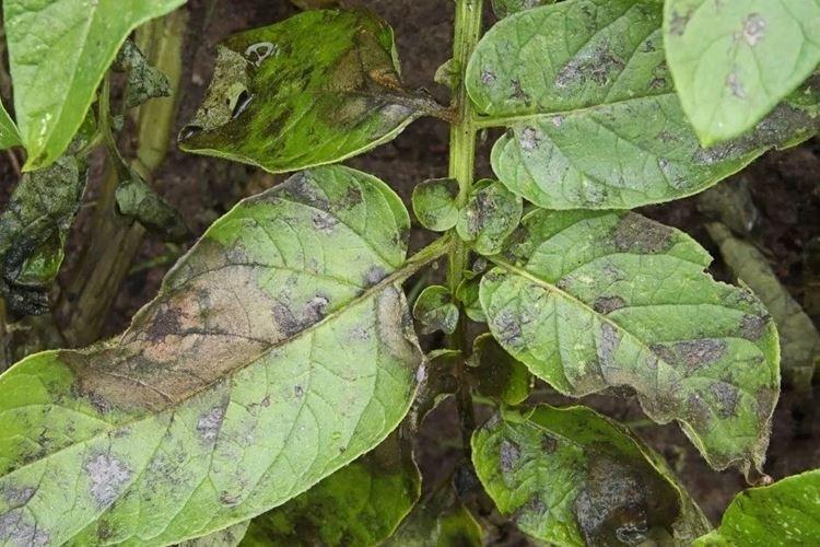 Taches brunes sur les feuilles - Maladies des feuilles de poivron