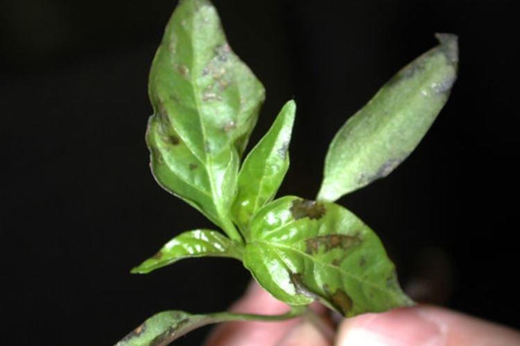 Les feuilles noircissent - Maladies des feuilles de poivre