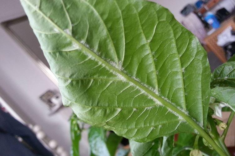 Floraison blanche sur les feuilles - Maladies des feuilles de poivre