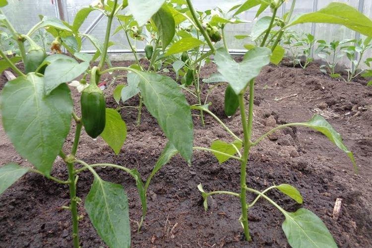 Feuilles pâles à claires - Maladies des feuilles de poivron
