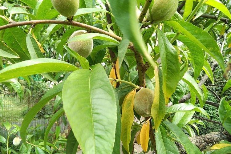 Les feuilles jaunissent et sèchent - Maladies des feuilles du pêcher