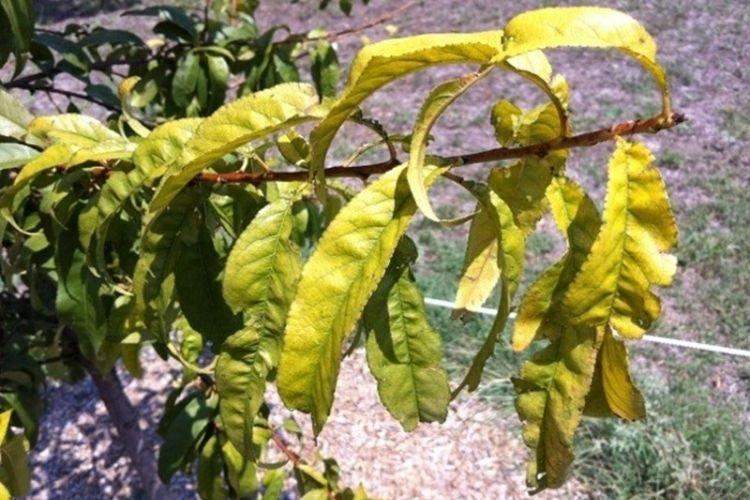 Feuilles pâles et claires - Maladies foliaires du pêcher