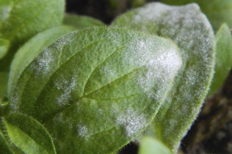 Floraison blanche sur les feuilles - Maladies des feuilles chez les pétunias