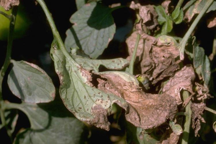 Taches brunes sur les feuilles - Maladies des feuilles chez les tomates