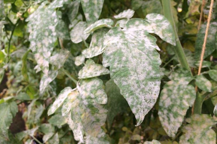Floraison blanche sur les feuilles - Maladies des feuilles des tomates