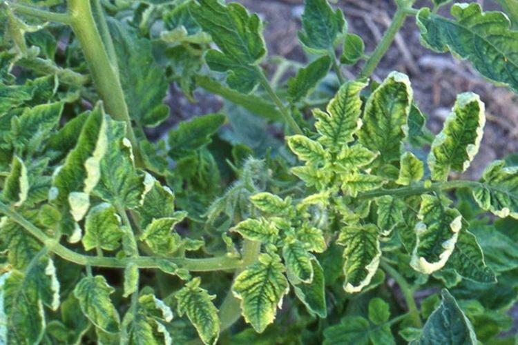 Ondulation des feuilles - Maladies foliaires de la tomate