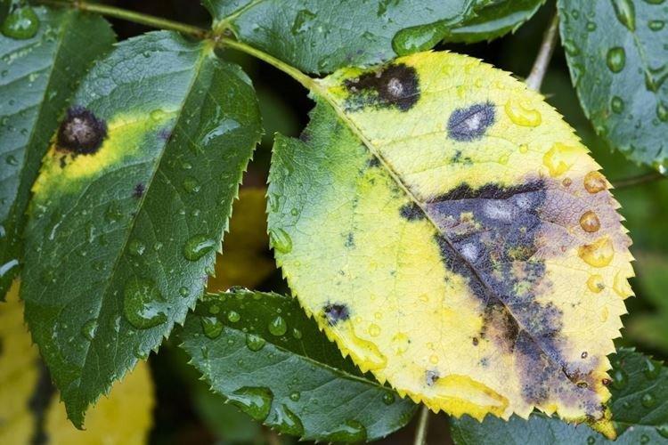 Les feuilles noircissent - Maladies des feuilles d'une rose