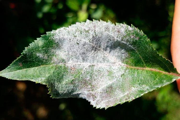 Floraison blanche sur les feuilles - Maladies des feuilles de prunier