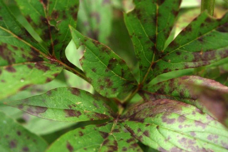 Taches brunes sur les feuilles - Maladies des feuilles chez les pivoines