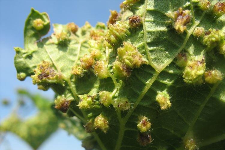 Bosses et bosses sur les feuilles - Maladies des feuilles de raisin