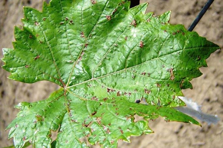 Taches brunes sur les feuilles - Maladies des feuilles de raisin
