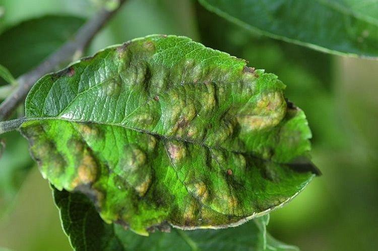 Bosses et bosses sur les feuilles - Maladies des feuilles de cerisier