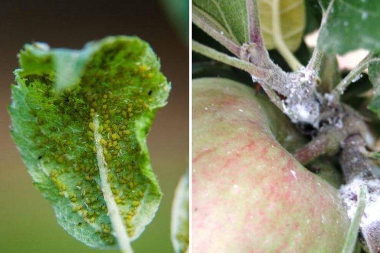 Bosses et bosses sur les feuilles - Maladies des feuilles du pommier