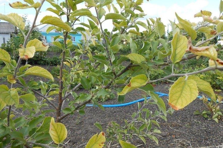Les feuilles jaunissent et sèchent - Maladies du pommier