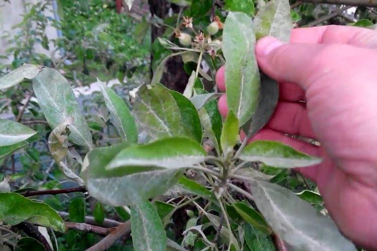 Floraison blanche sur les feuilles - Maladies des feuilles du pommier