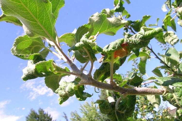 Ondulation des feuilles - Maladies des feuilles du pommier