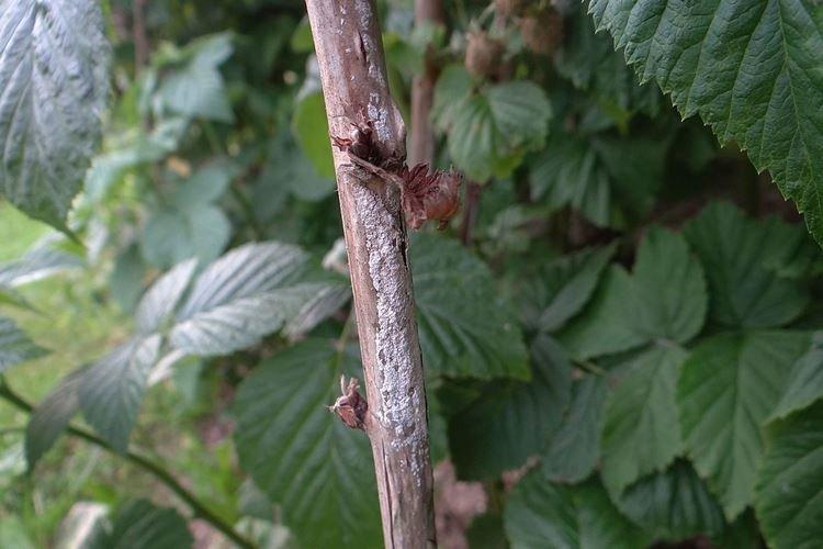 Didimillose - Maladies des framboises, description avec photos et traitement