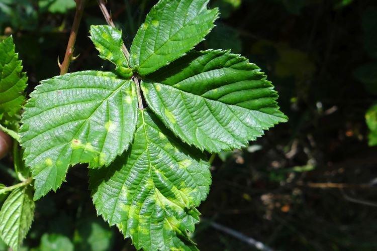 Mosaïque - Maladies des framboises, description avec photos et traitement