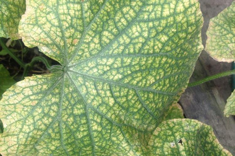 Mosaic - Maladies des concombres, description avec photos et traitement