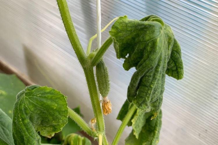 Fusarium - Maladies des concombres, description avec photos et traitement