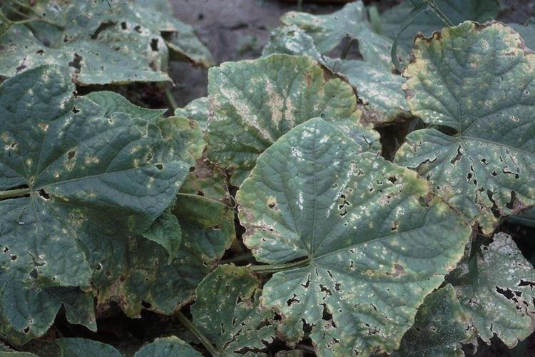 Bactériose - Maladies des concombres, description avec photos et traitement