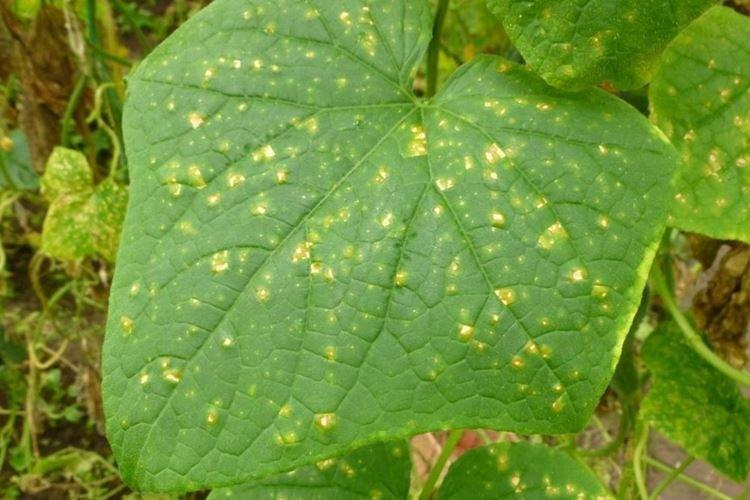Péronosporose - Maladies des concombres, description avec photos et traitement