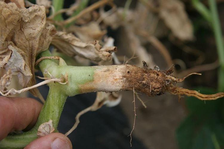 Pourriture des racines - Maladies des concombres, description avec photos et traitement