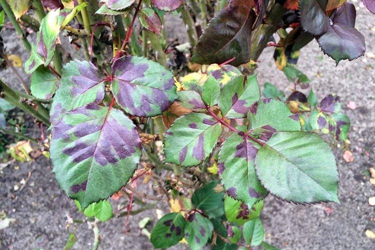 Péronosporose - Maladies des roses, description avec photos et traitement