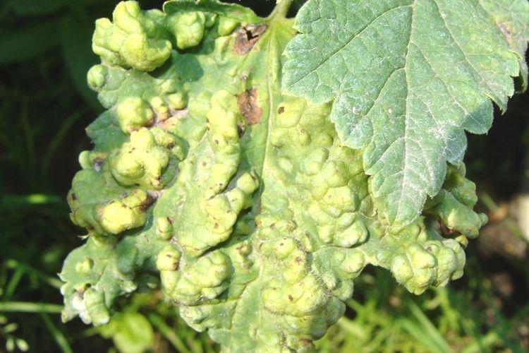 Anthracnose - Maladies du groseillier, description avec photo et traitement