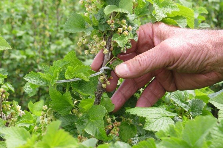 Terry - Maladies du groseillier, description avec photo et traitement