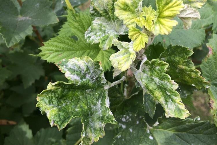 Oïdium - Maladies du groseillier, description avec photos et traitement