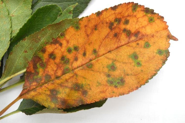 Coccomycose - Maladies des cerises, description avec photos et traitement