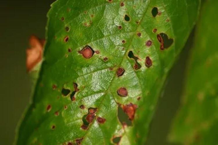 Clastériose - Maladies des cerises, description avec photos et traitement