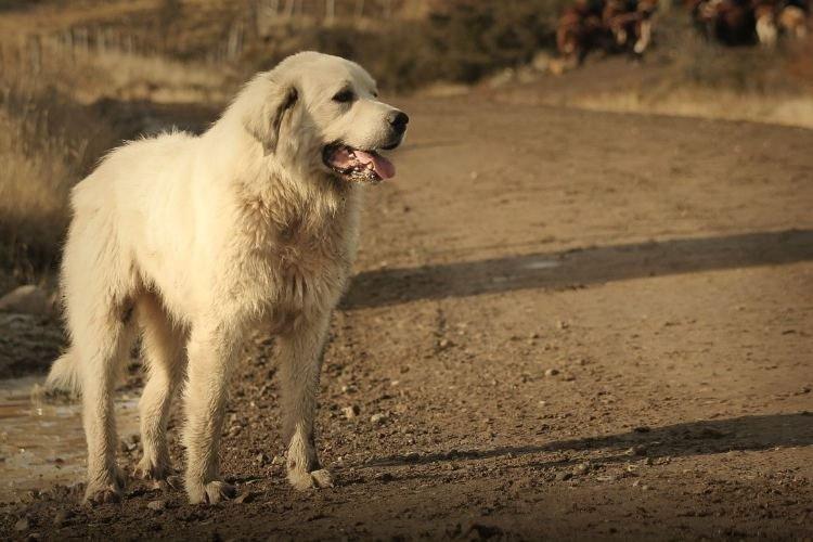 Akbash - Grandes races de chiens