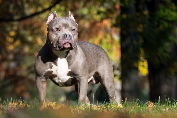 American Bully - Grandes races de chiens