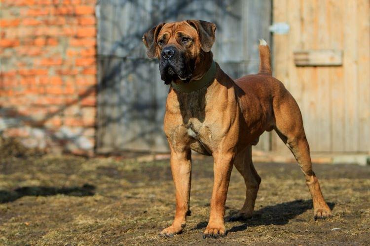 Tosa Inu - Grandes races de chiens