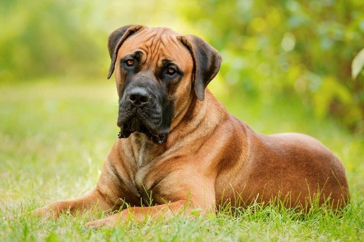 Boerboel - Grandes races de chiens