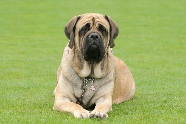 Mastiff anglais - Races de chiens de combat