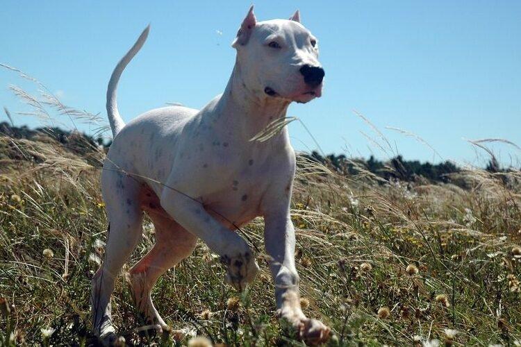 Dogo Argentino - Races de chiens de combat