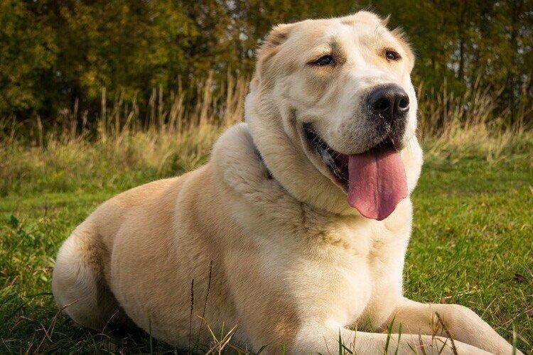 Chien de berger d'Asie centrale, Alabai - Races de chiens de combat