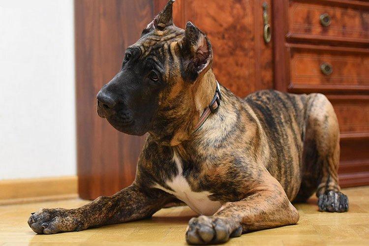 Presa Canario, Dogue Allemand - Races de chiens de combat