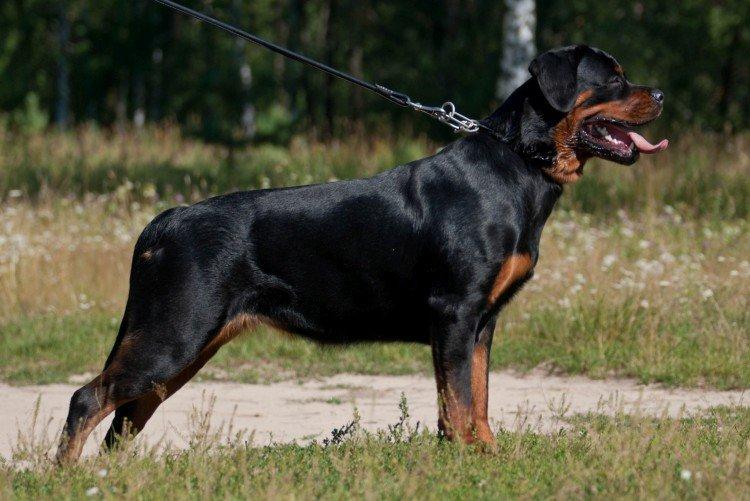 Rottweiler - Races de chiens de combat