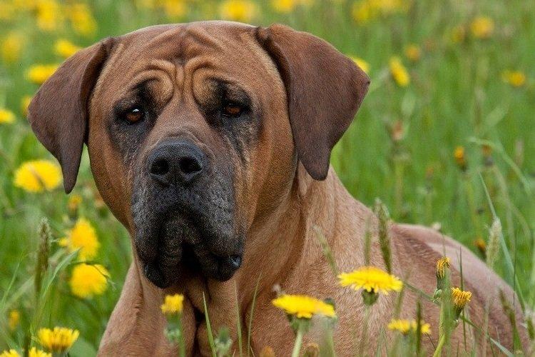 Tosa Inu, Tosa Token, Mastiff japonais - Races de chiens de combat