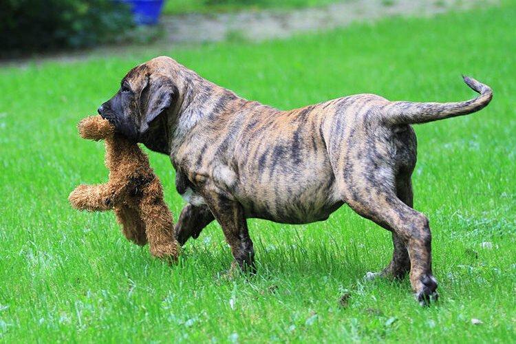 Fila Brasileiro - Races de chiens de combat