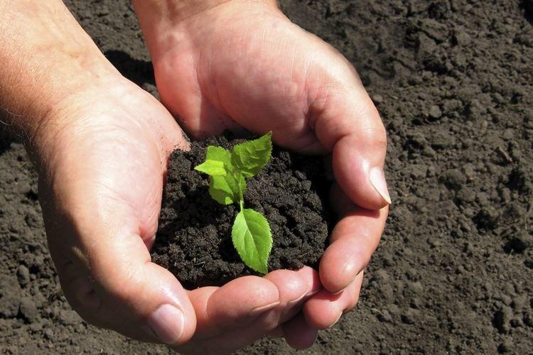 Pourquoi désinfecter le sol avant de planter