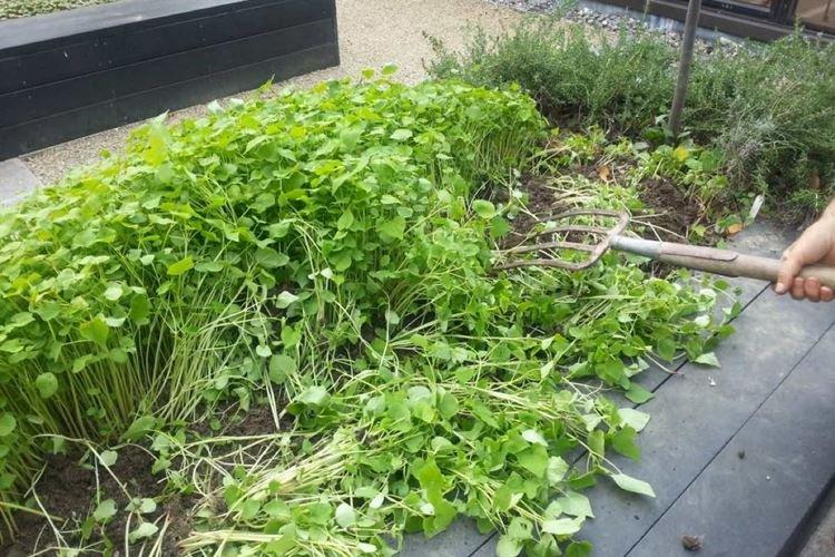 Plantes Siderata - Comment désinfecter le sol avant la plantation