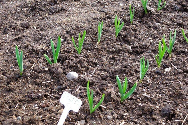 Le meilleur moment pour nourrir l'ail